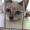 ホームステイ可★シャム系メス【保護子猫】 サムネイル3