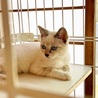ホームステイ可★シャム系メス【保護子猫】 サムネイル4