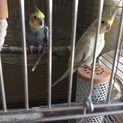 可愛いです