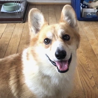 穏やか過ぎるコーギーのさんぺい君