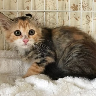 美貌の子猫・リンダ