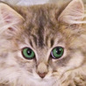 catnetdtp さん