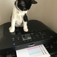 アポロ
