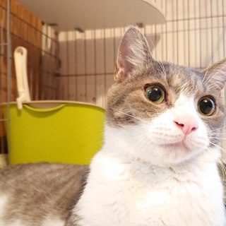 愛くるしい小さな巨人？【所沢】