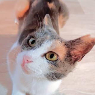 モードでオシャレな三毛猫ちゃん【所沢】