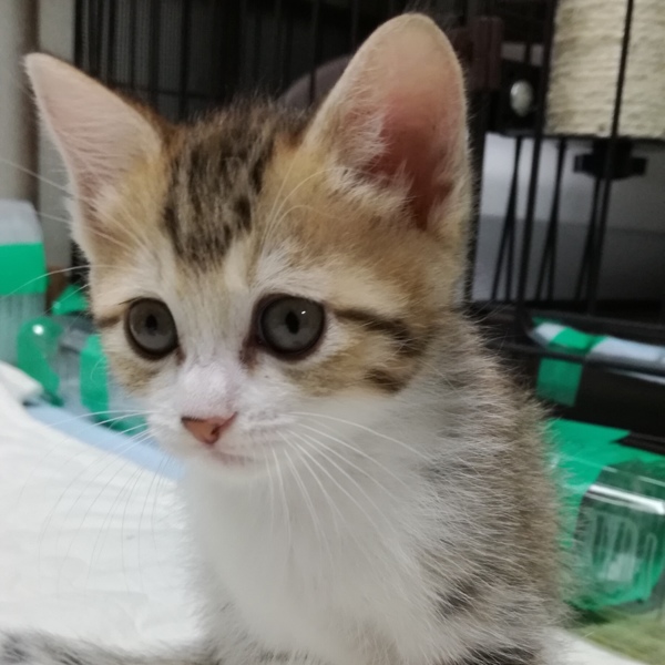 2ヶ月の美人な茶キジ 東京都 猫の里親募集 275898 ペットのおうち 月間利用者150万人