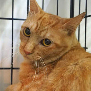 樹木コンビの片割れ【ひのき】