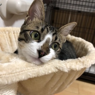 ハンサムなキジ白くん