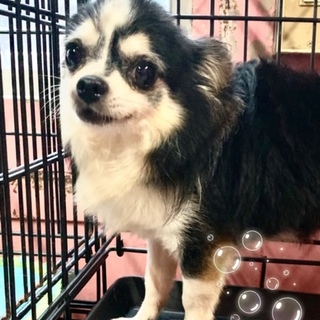 個体番号：M436　ちっちゃなチワワ