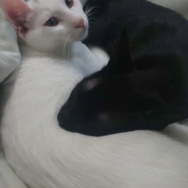 くーちゃんの写真