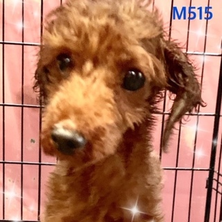 個体番号：M515　おとなしい男の子です。