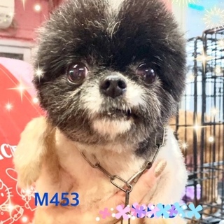 個体番号：M４５３　小さなミニポメちゃん