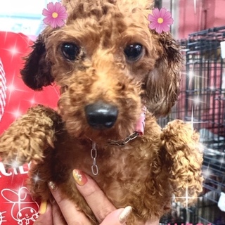 個体番号：M５０１トイプーのレッド