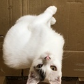 大家さんが代わり飼えなくなりました