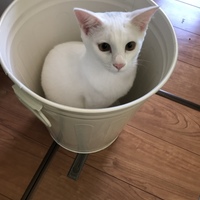 シロ