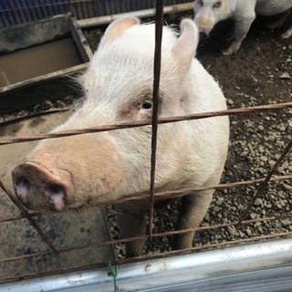 2歳程度のミニブタの兄弟。新しい家族を募集します。