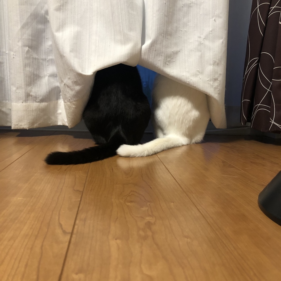 クロのカバー写真