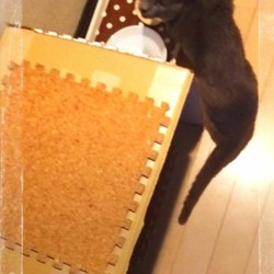 ねこはうすをDIY(=ﾟωﾟ=)♪