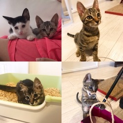 にゃごみ庭譲渡会