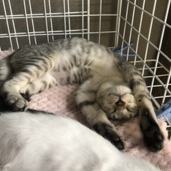 にゃごみ庭譲渡会 サムネイル2