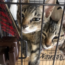 にゃごみ庭譲渡会 サムネイル3