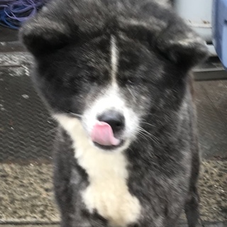 秋田犬虎毛の女の子  2歳
