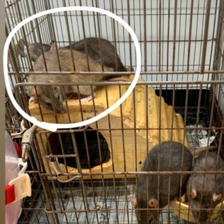 【募集再開】女の子ラット:黒＊里親募集＊