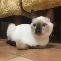 3ヶ月　シャム系 人好きもなかちゃん