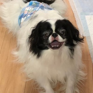 おっとり、甘えん坊の狆　ゴンタ君