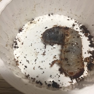 国産カブト虫の幼虫