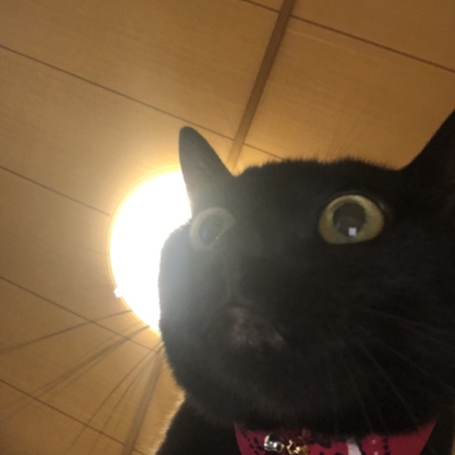 ジジちゃん。のカバー写真