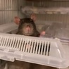 【募集再開】女の子ラット:黒＊里親募集＊ サムネイル2
