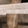 【募集再開】女の子ラット:黒＊里親募集＊ サムネイル3