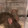 【募集再開】女の子ラット:黒＊里親募集＊ サムネイル4
