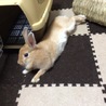 てぴとみさん