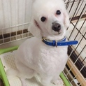 元気な4歳の男の子