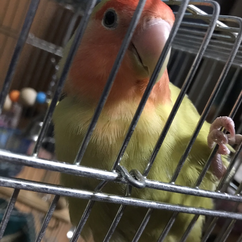 さくらのカバー写真