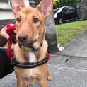 生後4か月半仔犬 男の子 去勢手術済