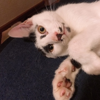 個性的なお顔立ちの甘えん坊ピカソ君♂