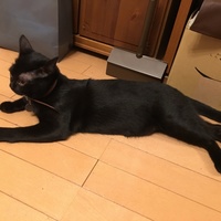 レオン