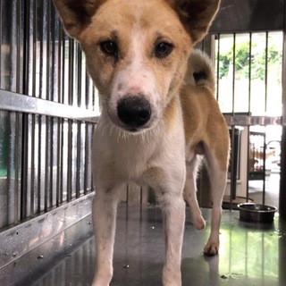 里親様決定しました✨✨ありがとうございました！