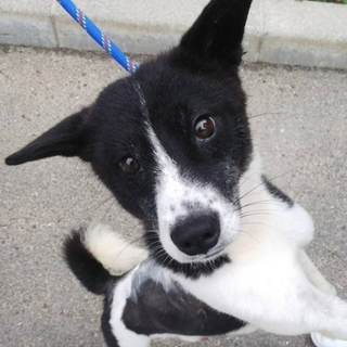 背中に酷い傷を負って収容されたチェス君