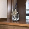 かずかーくん