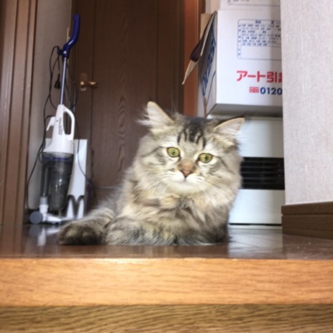 かずかーくんのカバー写真