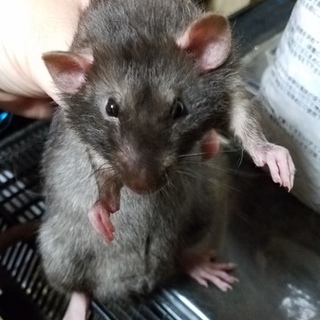 2ヶ月ほどのファンシーラット9匹♪