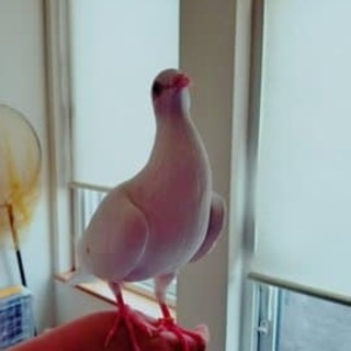 迷子のギンバトを新しい家族に迎えて下さい