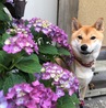 の写真