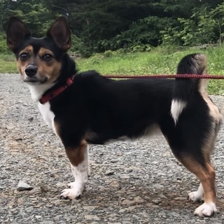 里親さんが決まりました！！