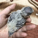 交渉中 ８月１日生まれの ノーマルスカイブルー♂