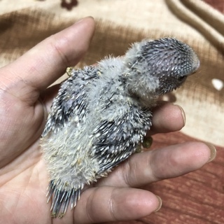 交渉中 ８月１日生まれの ノーマルスカイブルー♂